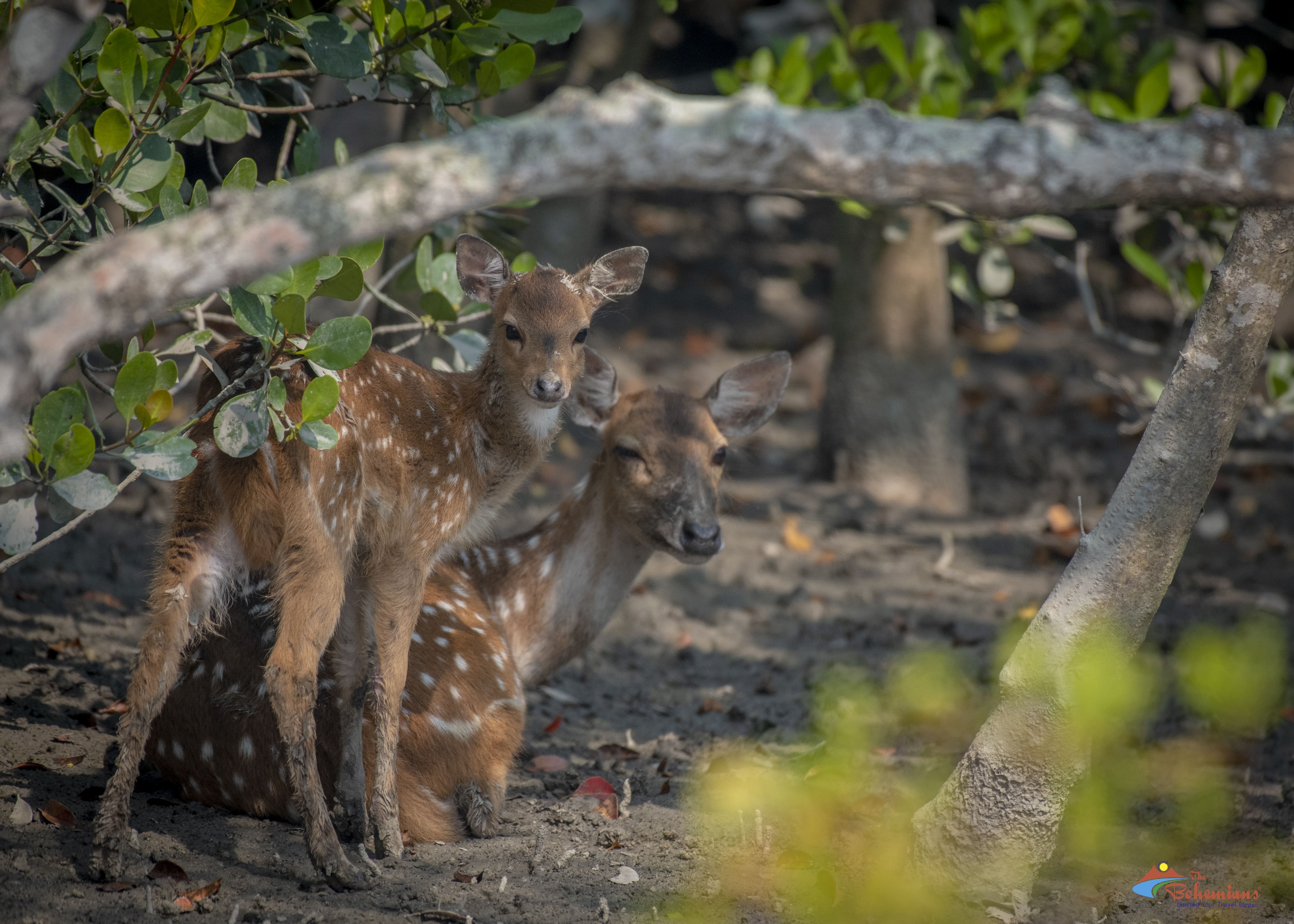 sundarban