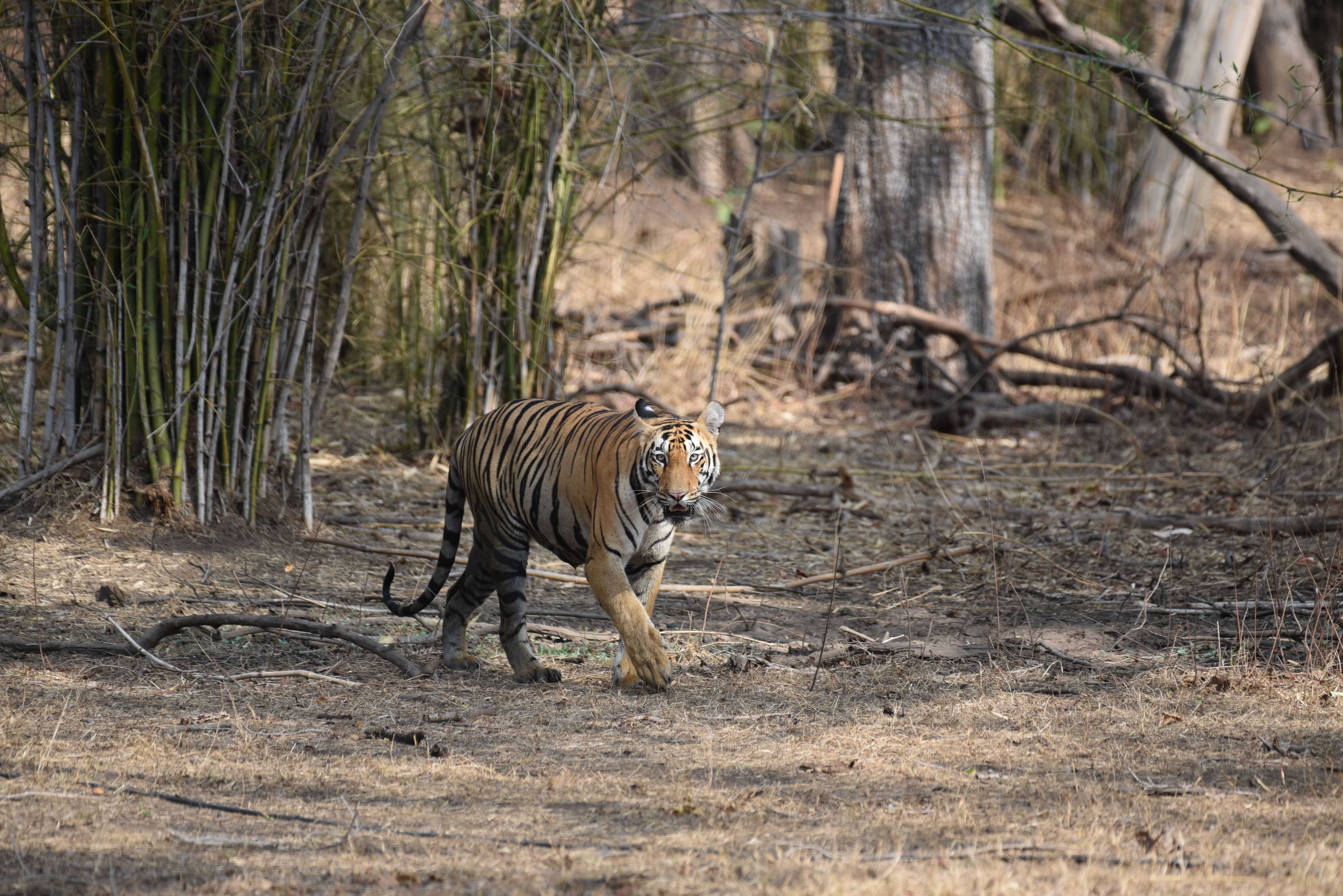 Tadoba